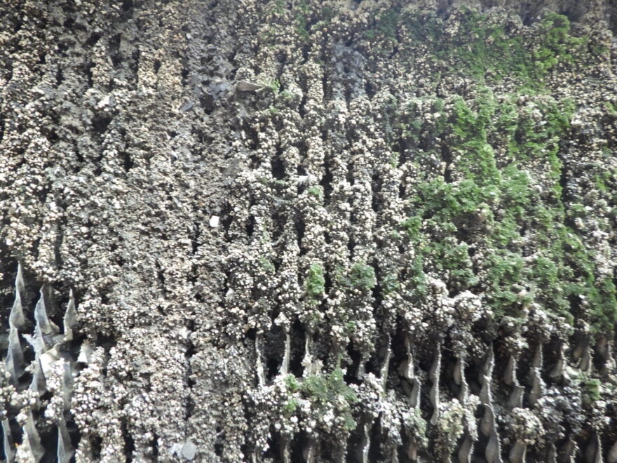 冷却塔充填材清掃ビフォーアフター